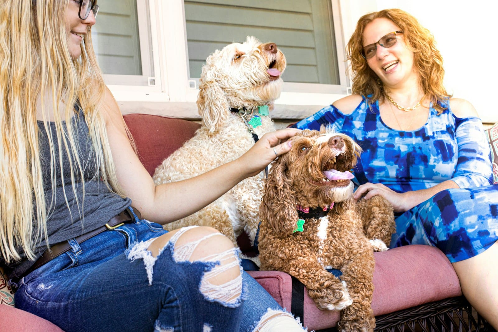 woman in blue shirt holding brown long coated dog